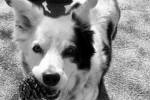 Умерла самая умная собака в мире