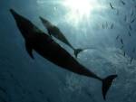 Впервые в истории афалина усыновила дельфиненка другого вида