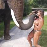 Слон оголил грудь модели Playboy и попал на видео
