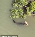 Кровожадный крокодил стащил свинью с берега и уплыл с ней