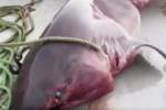 Рыбаки выловили пятиметровую акулу весом в тонну