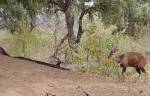 Незадачливый питон охотился за антилопой и остался ни с чем