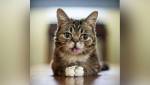 Умерла знаменитая кошка Lil Bub, прославившаяся из-за вынутого языка