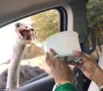 Агрессивные страусы украли еду у оленя и довели женщину до истерики