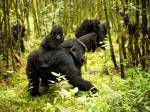 Молния убила редких горилл в парке Уганды