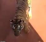 Погоня разъяренного тигра за испуганными туристами попала на видео