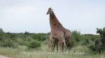 Как жирафы самку делили