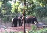 Слоны спасли застрявшего в резервуаре с водой детеныша и попали на видео