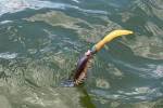 Загадочное существо с желтым отростком озадачило рыбачку