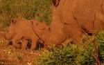 Лев исподтишка напал на детеныша носорога и попал на видео
