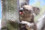 Лизнувшая дерево коала попала на видео и раскрыла ученым главную тайну вида