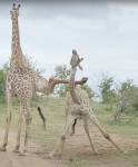 Необычное противостояние двух жирафов попало на видео