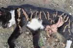 Дикая кошка съела 17 вымирающих ящериц