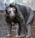 Очковые медведи в зоопарке Лейпцига неожиданно облысели