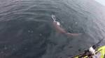 Рыбак поборолся с голодной акулой за морскую собаку и проиграл
