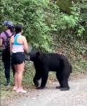 Встреча дикого медведя с хладнокровной туристкой попала на видео