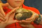 Мальчик нашел гигантского живого моллюска и прославился