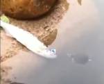 Черепаха спасла умирающую на суше рыбу и попала на видео