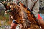 Впервые найдена гигантская грифовая черепаха весом 45 килограммов