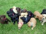 Не стерилизованная из-за коронавируса собака родила 16 щенков