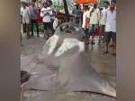 Рыбаки случайно поймали гигантского морского дьявола весом 750 килограммов