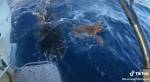 Рыбаки спасли морскую черепаху от голодной акулы