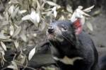 Биологи «отменили» вымирание тасманийских дьяволов из-за заразного рака