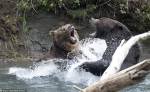 Два медведя гризли схлестнулись в битве за рыбу