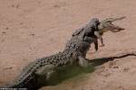 Крокодил-каннибал съел молодого собрата на глазах у туриста