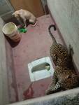 Леопарда и собаку на семь часов заперли в тесном туалете