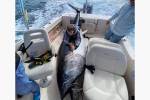 Рыболов поймал огромного 450-килограммового тунца и сломал весы
