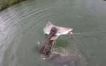 Голодный гребнистый крокодил украл пойманную рыбаками акулу