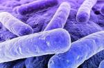 Биологи описали последнего общего предка всех бактерий