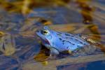 Подростки заставили самца лягушки стать голубым впервые за 700 лет