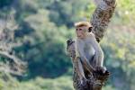 Полиция задержала приучивших обезьян к воровству мошенников