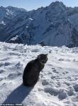 Кошка сбежала из дома и трижды поднялась на вершину горы