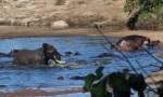 Битва разъяренного слона и маленького бегемота на водопое