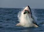 Белая акула эффектно охотится на морского котика