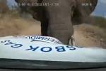 Разъяренный слон вытолкал с дороги пикап