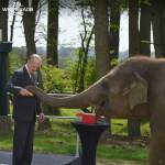 Великобритания запретит содержание слонов в зоопарках