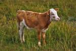 В России впервые клонировали теленка