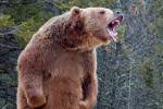 Медведь гризли набросился на совершавшего пробежку туриста