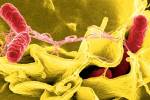 Клетки эпителия оказались способны вырабатывать «мыльный» белок, разрушающий бактерии 