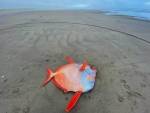 В Орегоне на пляж выбросило тропическую рыбу весом 50 кг