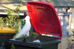 Какаду учат друг друга воровать мусор