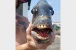 Мужчина поймал рыбу с «человеческими зубами»