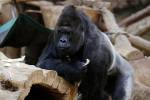 Больше десяти горилл заразились коронавирусом в американском зоопарке