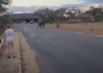 Слоны разогнали нарушивших первое правило сафари туристов