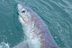 Сантехник поймал на удочку акулу рекордного размера