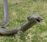 Вторжение жирных ядовитых змей началось в Австралии